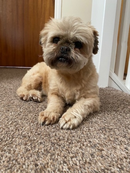Is it the right time to say goodbye to our dog?
