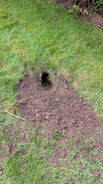 What's digging this hole in my garden?