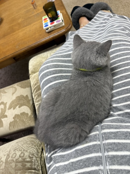 Rodents and Risk Assessments - the Excellent Cats applaud Gizmo's recent achievements