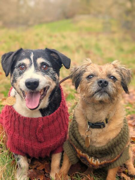 At the end of my tether with two itchy dogs, which dry food?