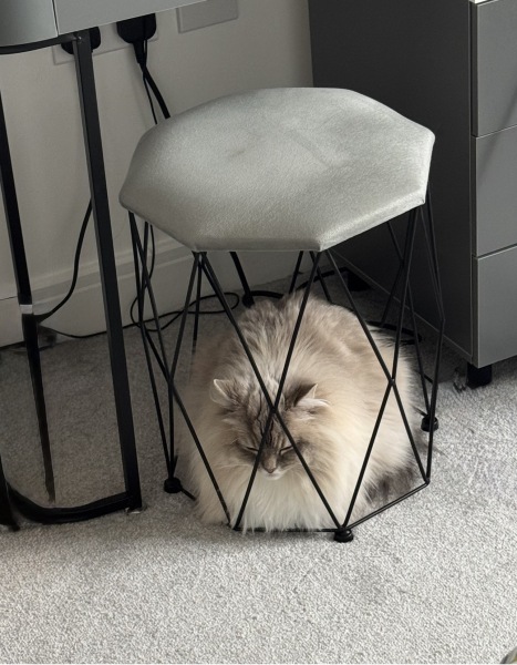 Does you cat sleep in random places?
