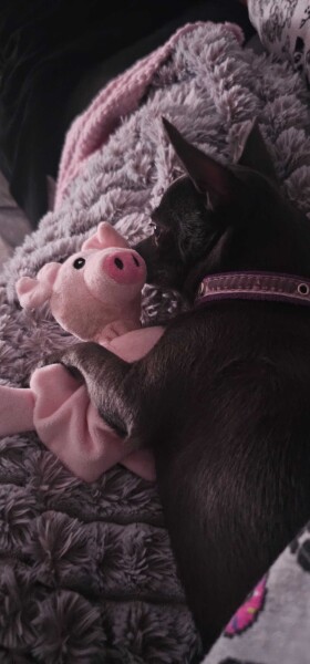 AIBU to find pet-friendly cottages impractical if dogs cannot use furniture?