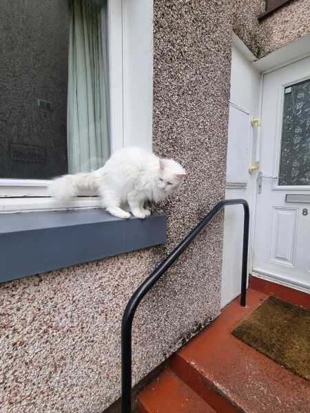 Rodents and Risk Assessments - the Excellent Cats applaud Gizmo's recent achievements