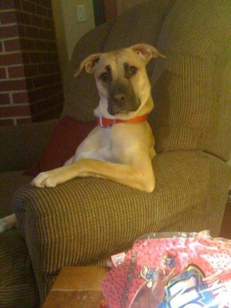 AIBU to find pet-friendly cottages impractical if dogs cannot use furniture?