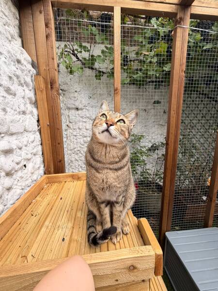 Why are foxes so interested in my cat at the window?