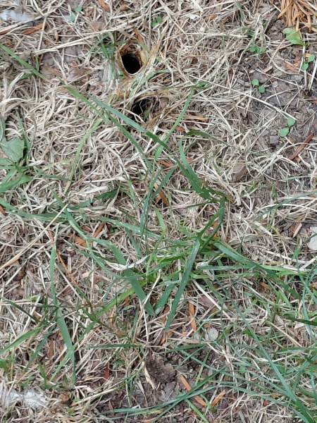 Shrew, Bumble bee or Funnelweb?