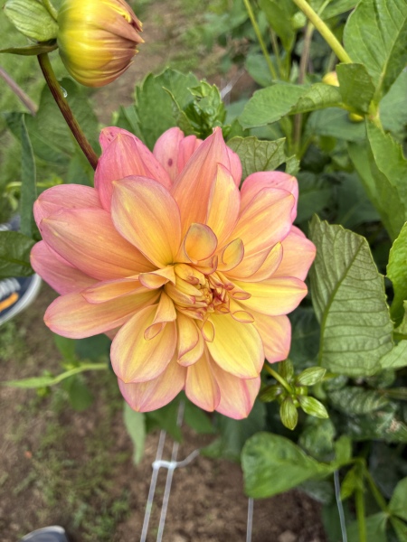 The Year Round Nigel Slater discussion thread part 6