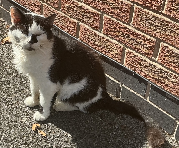 Advice on helping a skittish stray cat before winter sets in