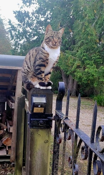 Rodents and Risk Assessments - the Excellent Cats applaud Gizmo's recent achievements