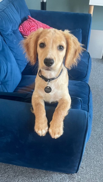 Can anybody tell me the breed of this dog?