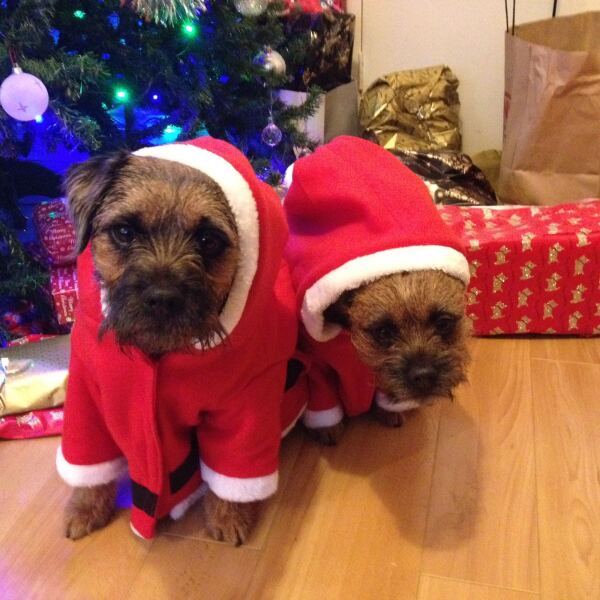 Does your dog wear clothes?