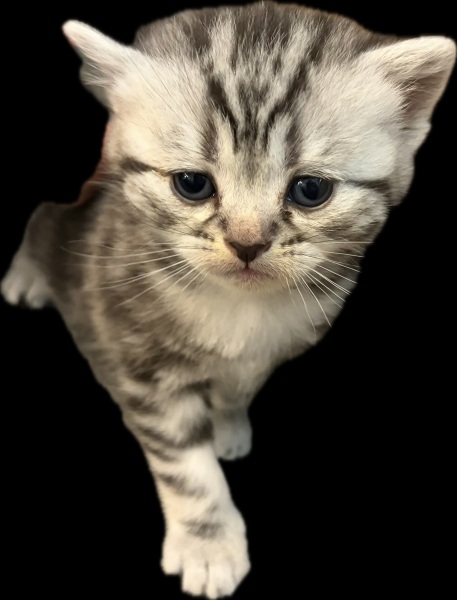 Pic of my new kitten, help me name him ?
