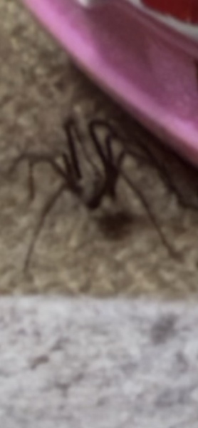 In shock - spider