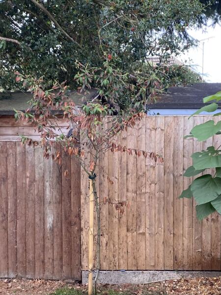 Any idea what to do with this tree ? We have fed and watered it and nothing is helping