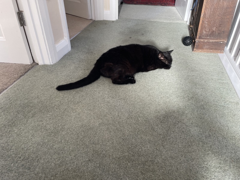 Does you cat sleep in random places?