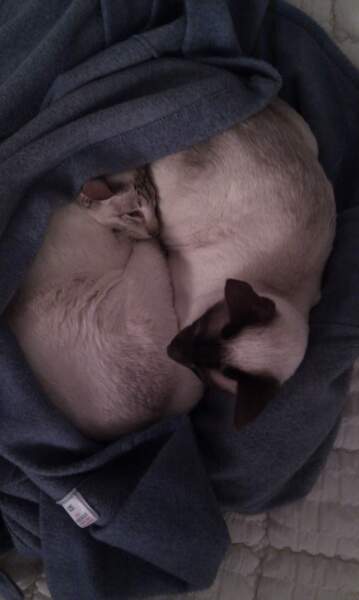 Will Siamese breeders accept homes where cats have access to the garden?
