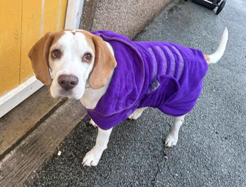 Does your dog wear clothes?