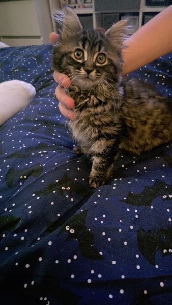 Kitten love ❤️ meet vlad 🥰