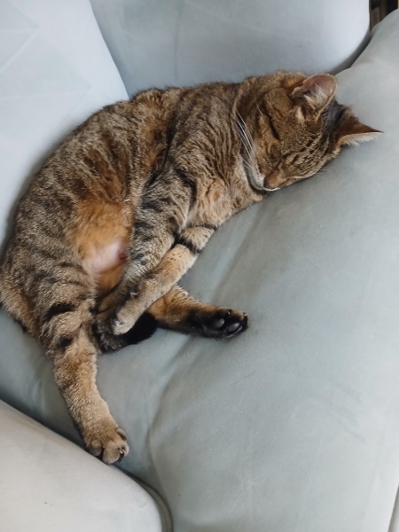 Rodents and Risk Assessments - the Excellent Cats applaud Gizmo's recent achievements