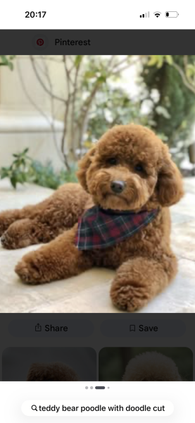Cockapoo or Cavapoo