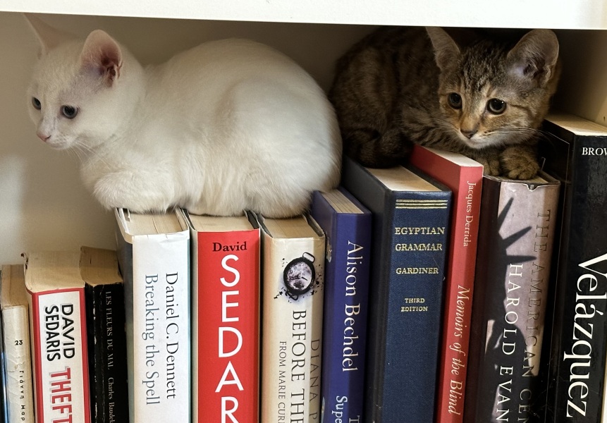Rodents and Risk Assessments - the Excellent Cats applaud Gizmo's recent achievements