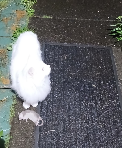 What's the worst thing your pet has done?