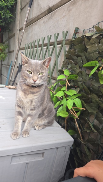 What breed is this cat