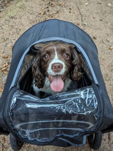 Most dog owners do not consider others.