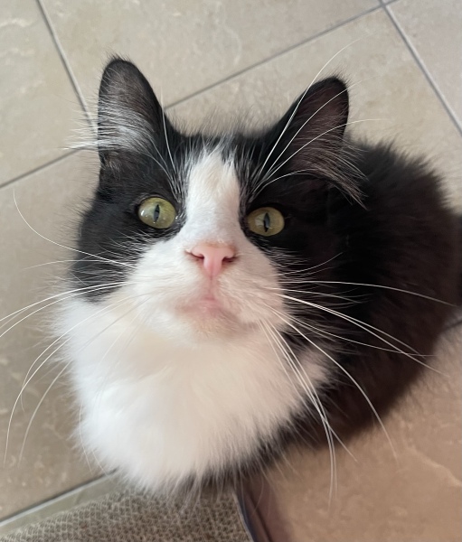 Aibu to really want a cat?