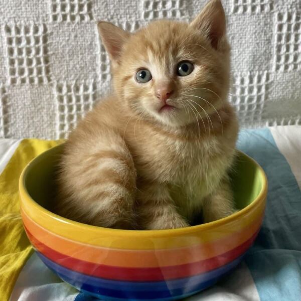 My rescue kitten