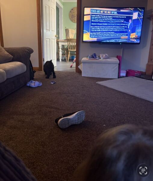 Capet on hardwood/LVT for living room?