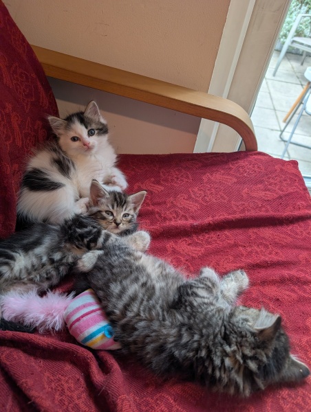 Rodents and Risk Assessments - the Excellent Cats applaud Gizmo's recent achievements