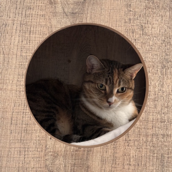 Rodents and Risk Assessments - the Excellent Cats applaud Gizmo's recent achievements