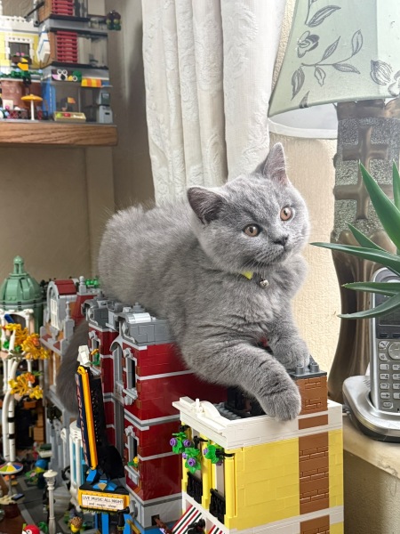Kitten love ❤️ meet vlad 🥰