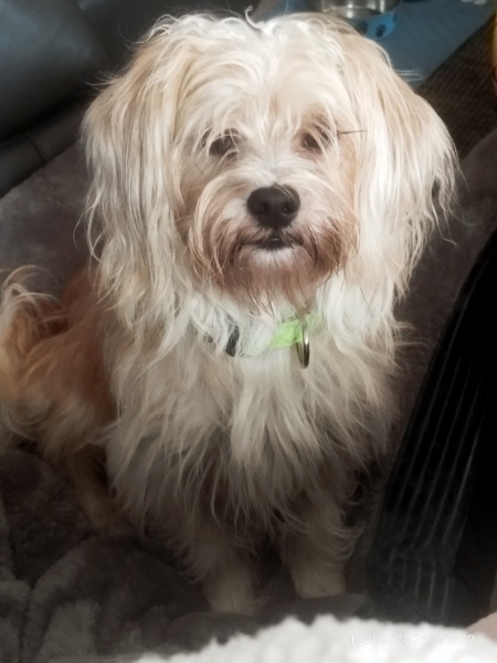 What breed do you think my newly adopted dog might be
