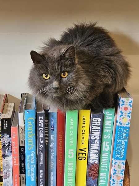Rodents and Risk Assessments - the Excellent Cats applaud Gizmo's recent achievements