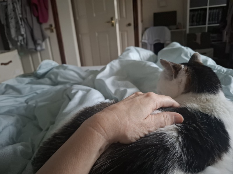 Kitten only sleeps on me and my toddler keeps waking up