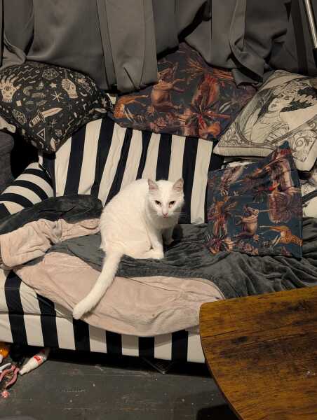 Rodents and Risk Assessments - the Excellent Cats applaud Gizmo's recent achievements