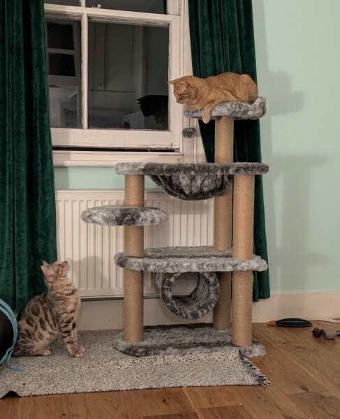 Rodents and Risk Assessments - the Excellent Cats applaud Gizmo's recent achievements