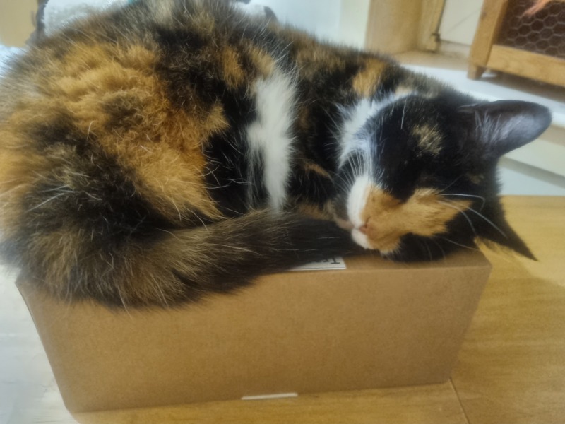 Is it fine to brush a cat every day?