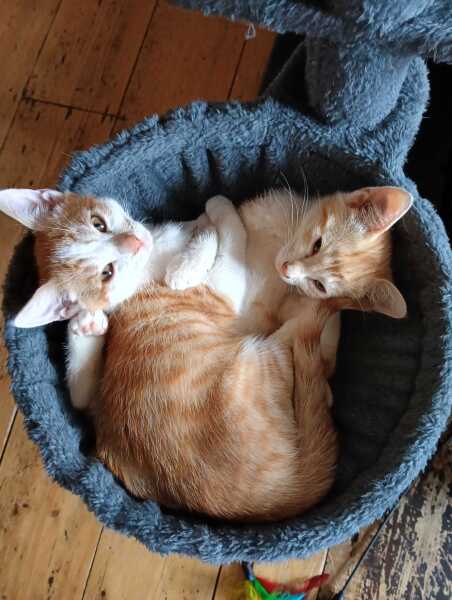 Best playthings for kittens?