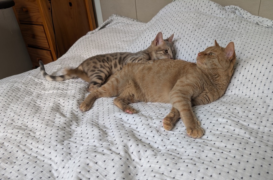 Rodents and Risk Assessments - the Excellent Cats applaud Gizmo's recent achievements
