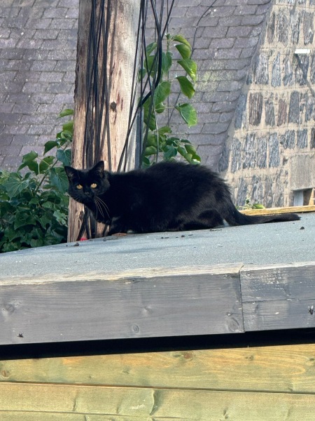 How to get cat back? Help!