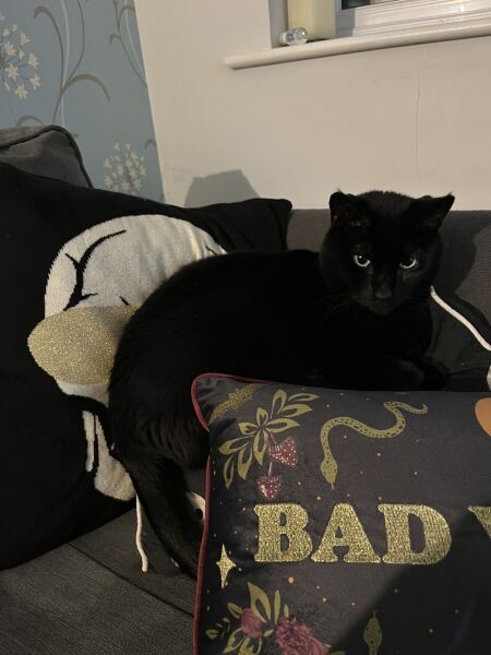 How have you upset your cat today?