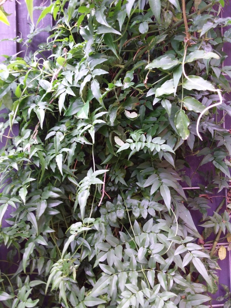 Please ID this wonderfully easy to grow creeper - pic attached