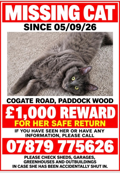 Help with lost cat Kent (no, not mine!)