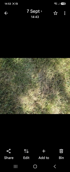 Lawn