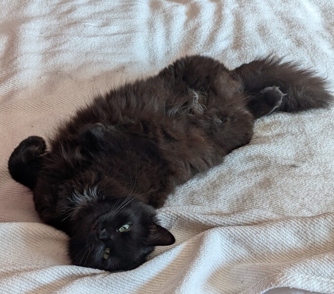 Is it fine to brush a cat every day?