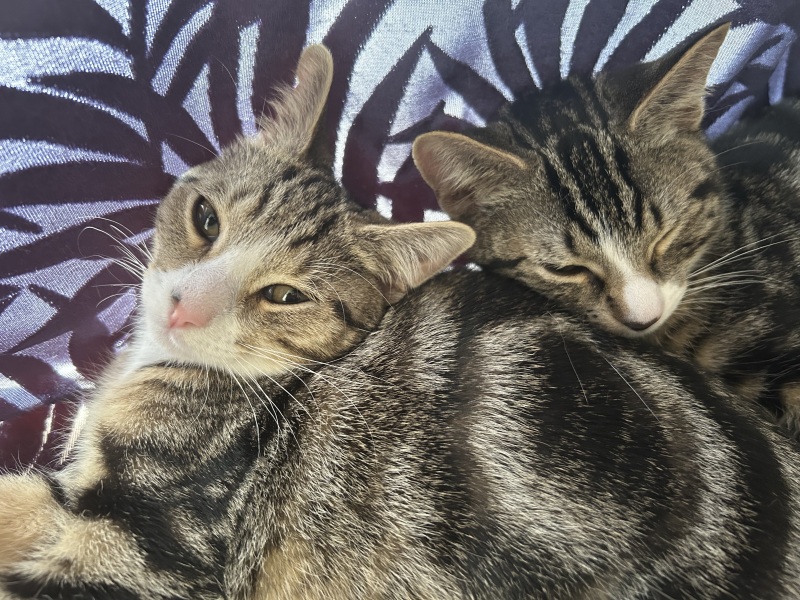 Best playthings for kittens?