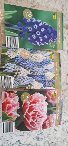 Where is best place to bulk buy bulbs?